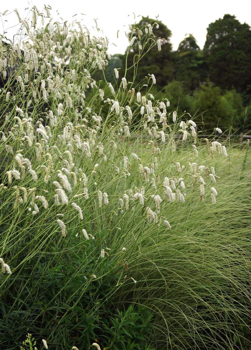 Sanguisorba tenuifolia 'Alba'